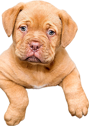 Dog with playful accessories